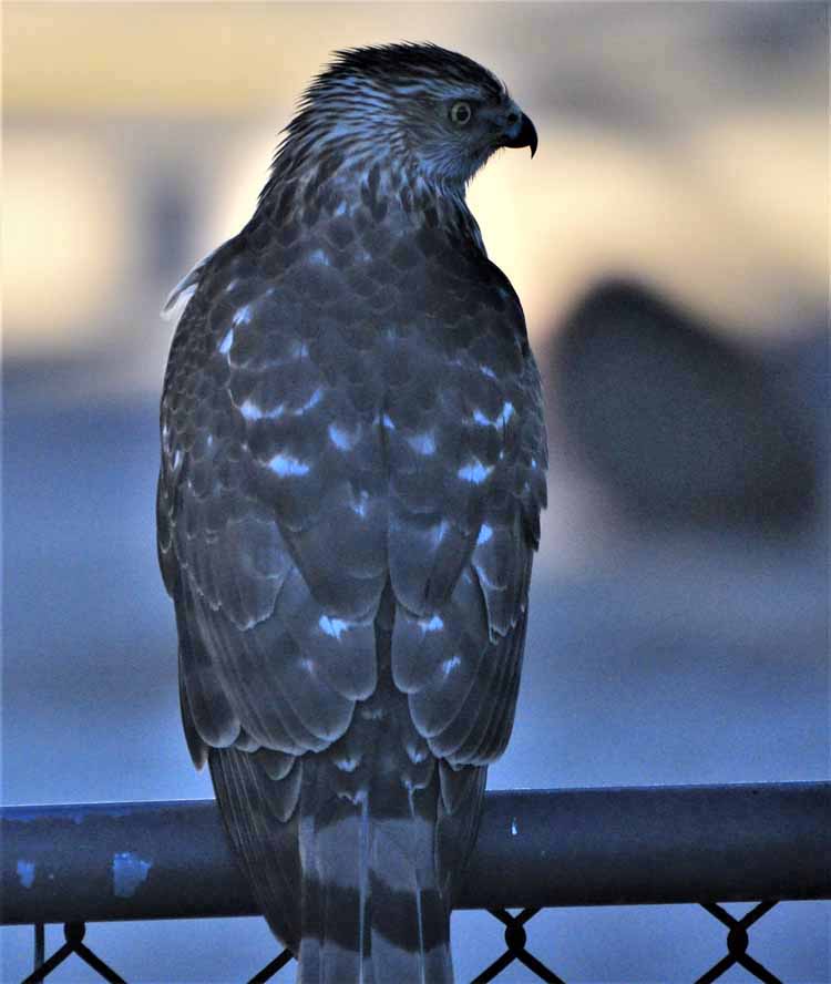 hawk on fence